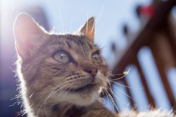 Кошачья старость — что нужно знать об уходе за стареющим животным