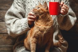 КотоДайджест на ноябрь — все самое интересное