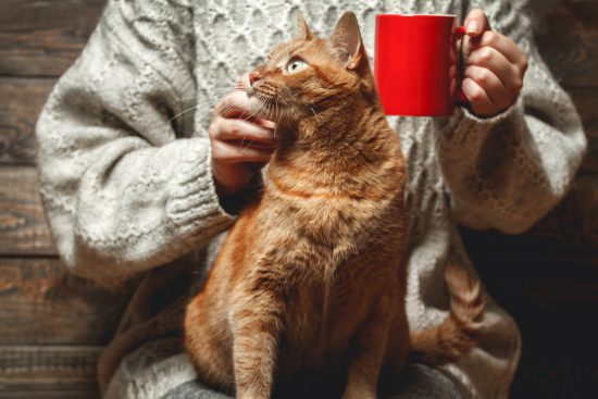 КотоДайджест на ноябрь — все самое интересное