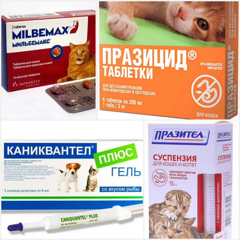 Какие глисты бывают у кошек