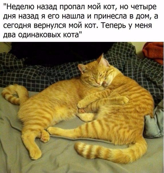КотоДайджест на декабрь - все самое интересное