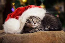 КотоДайджест на декабрь — все самое интересное