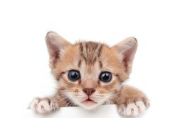 Как ухаживать за маленьким котенком