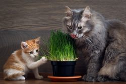 Какую траву любят кошки?