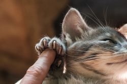 Как отучить котенка драть обои