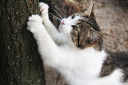 Когтеточка для котов
