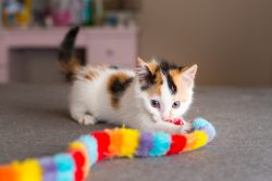 Игрушки для кошки — чем порадовать своего любимца?