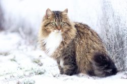 КотоДайджест на январь — все самое интересное