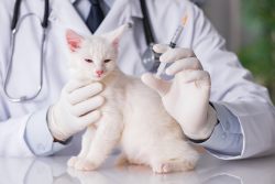 Какие прививки делать котятам