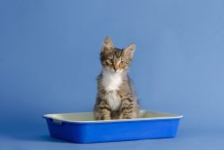 Как часто котенок ходит в туалет — все о покакушках