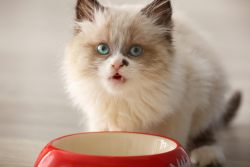Как научить котенка кушать самостоятельно