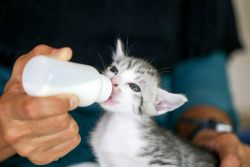 Кормление новорожденных котят