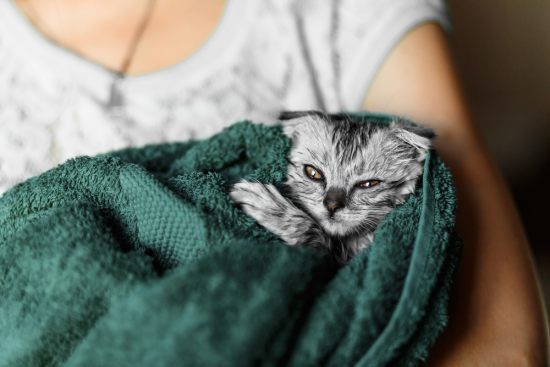 Как купать котенка: советы и рекомендации