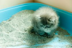 Чем лечить понос у котенка: советы и рекомендации