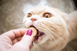 Какие витамины давать котенку