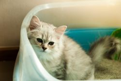 Как отучить котенка гадить где попало
