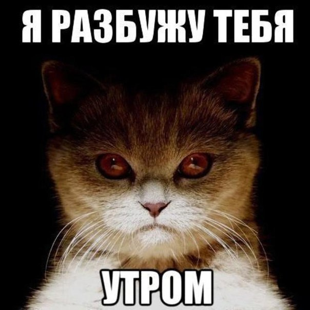 КотоДайджест на февраль - все самое интересное