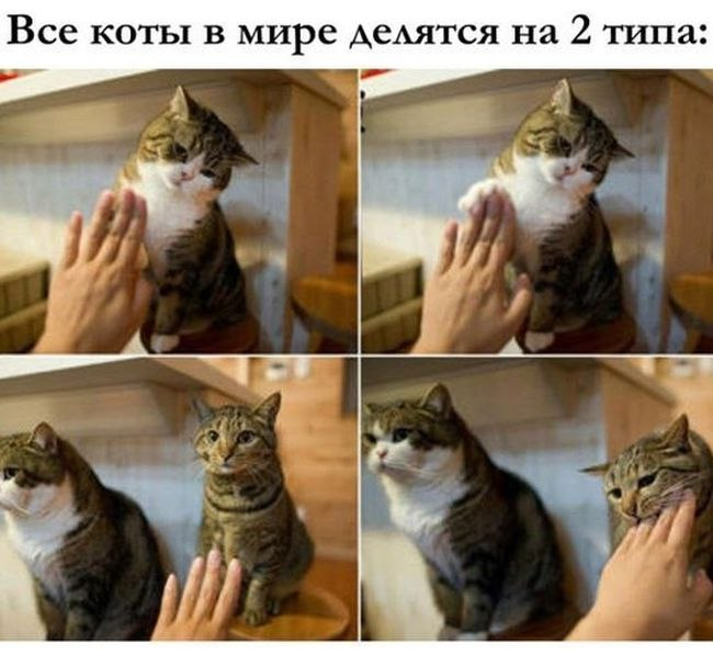 КотоДайджест на февраль - все самое интересное