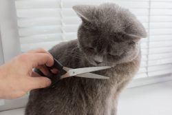 Как подстричь кота в домашних условиях