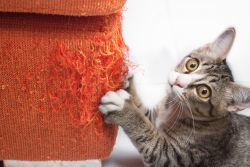 Как отучить кота драть мебель?