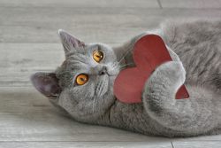 КотоДайджест на февраль — все самое интересное
