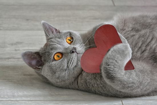 КотоДайджест на февраль — все самое интересное