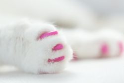 Антицарапки для кошек: отзывы