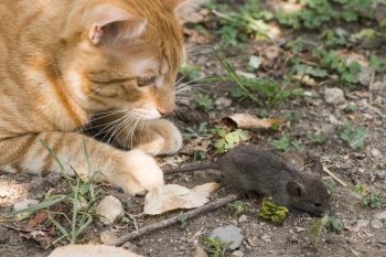 Корм Natureda: кошка – это хищник!