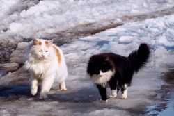 КотоДайджест на март — все самое интересное