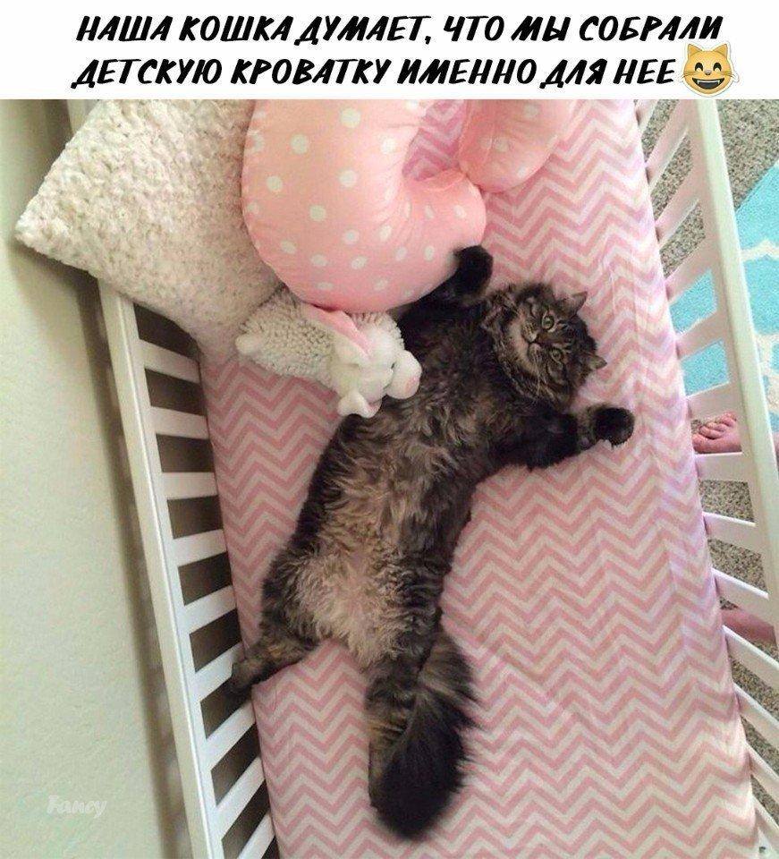 КотоДайджест за май - все самое интересное