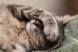 10 самых распространенных мифов о стерилизации кошек