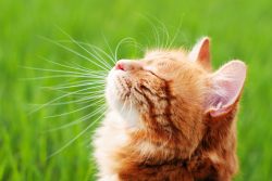 КотоДайджест на июль — все самое интересное