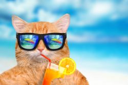 КотоДайджест лето — все самое интересное