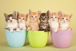Как определить возраст котенка