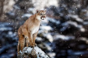 Обзор консервированного корма Wildcat