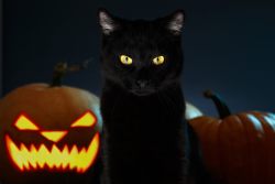КотоДайджест на октябрь — все самое интересное