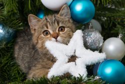 КотоДайджест новогодний выпуск — все самое интересное