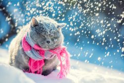КотоДайджест на февраль — все самое интересное. Привет весна!