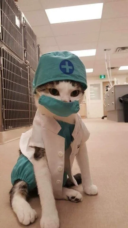 КотоДайджест на май - все самое интересное. Мир, Труд, Кот!