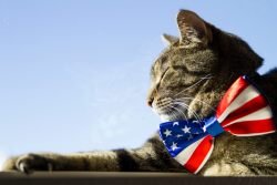 Как ухаживают за кошками в США: 4 тренда и 10 товаров, которые облегчают жизнь