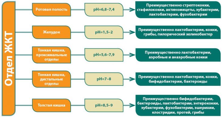 Пребиотики